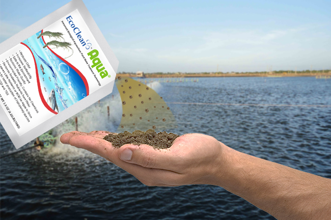 ecoclean aqua chế phẩm vi sinh xử lý nước ao nuôi tôm hiệu quả triệt để