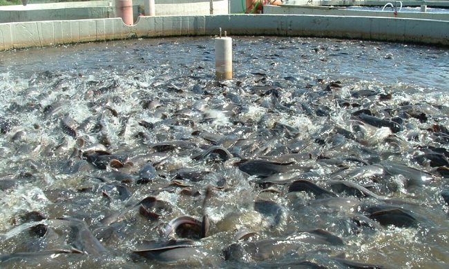 cách cải tạo ao nuôi cá nước ngọt 1