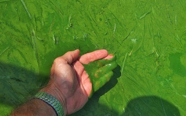 tảo xanh trong ao nuôi thủy sản