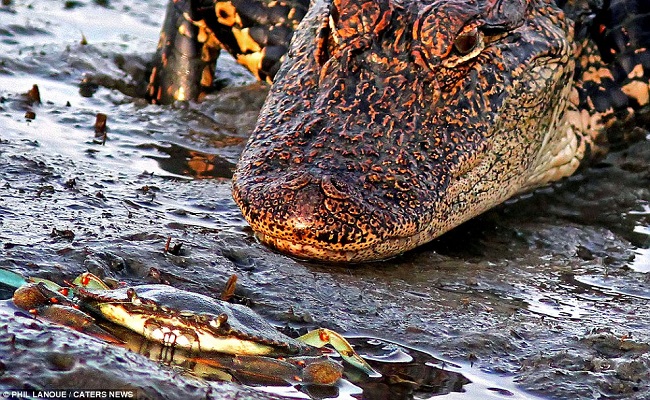 Cá sấu khổng lồ nhận cái kết đắng khi tấn công cua bé nhỏ