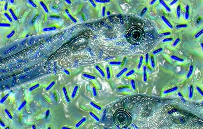 Chế phẩm vi sinh là gì? Vai trò của chế phẩm vi sinh trong nuôi trồng thủy sản?