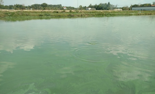 Kỹ thuật cắt tảo độc trong ao nuôi cá không dùng hóa chất