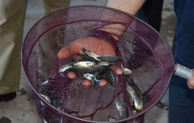 Kỹ thuật nuôi cá chẽm thương phẩm lợi nhuận cao