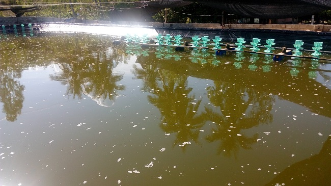 Nguyên nhân và biện pháp xử lý tảo độc trong ao nuôi tôm sú thâm canh