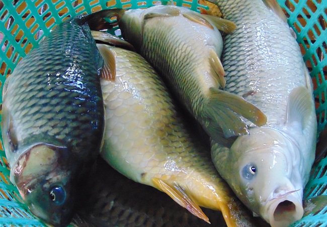 Phát hiện nguyên nhân mới làm giảm tỉ lệ sống của cá nuôi