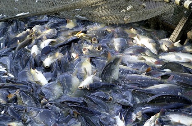 Phòng trị một số bệnh phổ biến khi nuôi cá tra, cá basa trong lồng bè