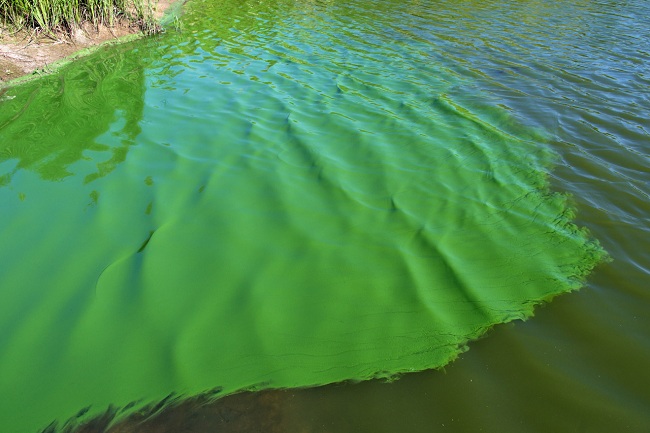 Tảo xanh và cách diệt tảo xanh trong ao nuôi tôm cá