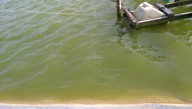 Vai trò của tảo trong nuôi trồng thủy sản và cách gây màu nước trong ao nuôi tôm