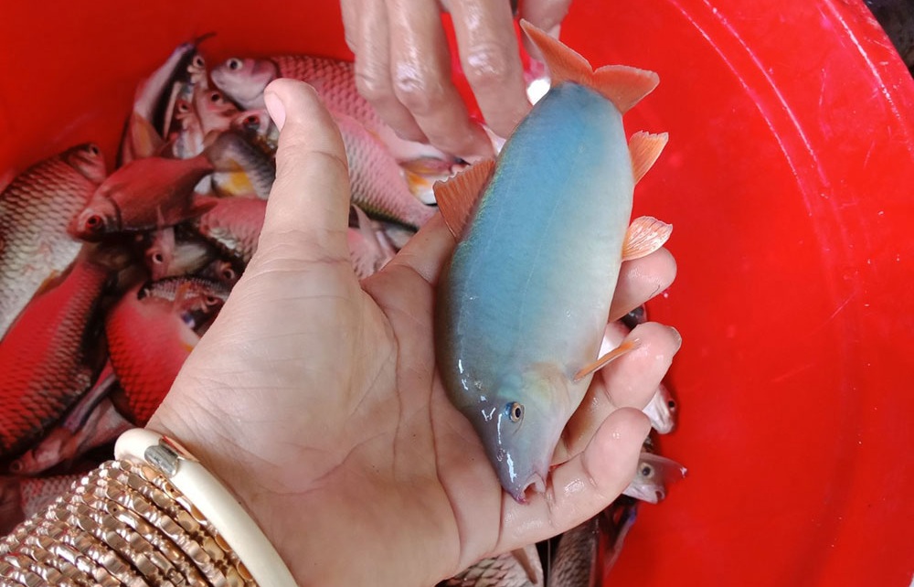 Về miền Tây mùa nước nổi thưởng thức đặc sản cá heo nước ngọt